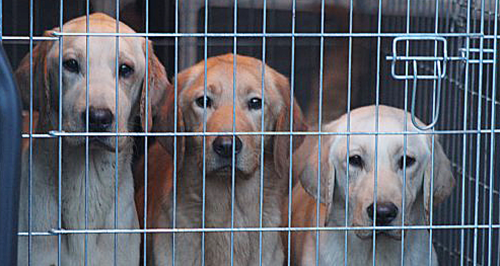 Sechs vernachlässigte Labradore aus Mecklenburg warten auf ein neues Zuhause. Fotos: Tierheim/Stadt Dortmund