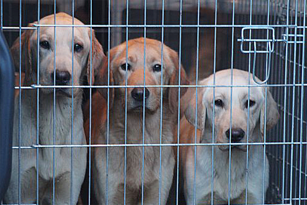 Sechs vernachlässigte Labradore warten auf ein neues Zuhause. 