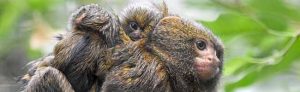 Vater Leonardo kümmert sich um die beiden Jungtiere. Fotos: Frauke Wichmann.