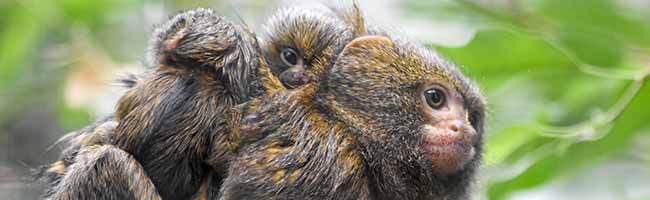 Vater Leonardo kümmert sich um die beiden Jungtiere. Fotos: Frauke Wichmann.