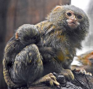 Vater Leonardo kümmert sich um die beiden Jungtiere. Fotos: Frauke Wichmann.