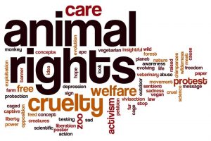 Animal Rights