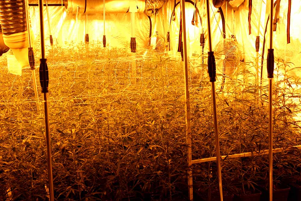 Mehrere hundert Cannabispflanzen entdeckten die Zivilfahnder in einem landwirtschaftlichen Gebäude. Foto: Polizei