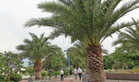 CDU Info-Tour Westfalenpark 01082018 (24)