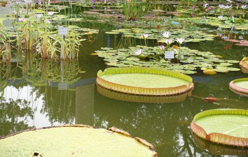 CDU Info-Tour Westfalenpark 01082018 (25)