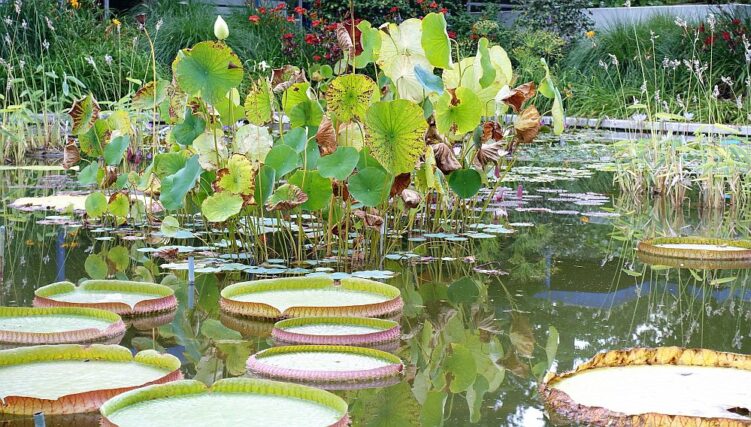 CDU Info-Tour Westfalenpark 01082018 (27)