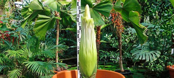 Der Titanwurz kurz vor der Blüte.