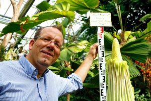 Dr. Patrick Knopf, Direktor Botanischer Garten Rombergpark, zeigt David, den Dortmunder Titanwurz.