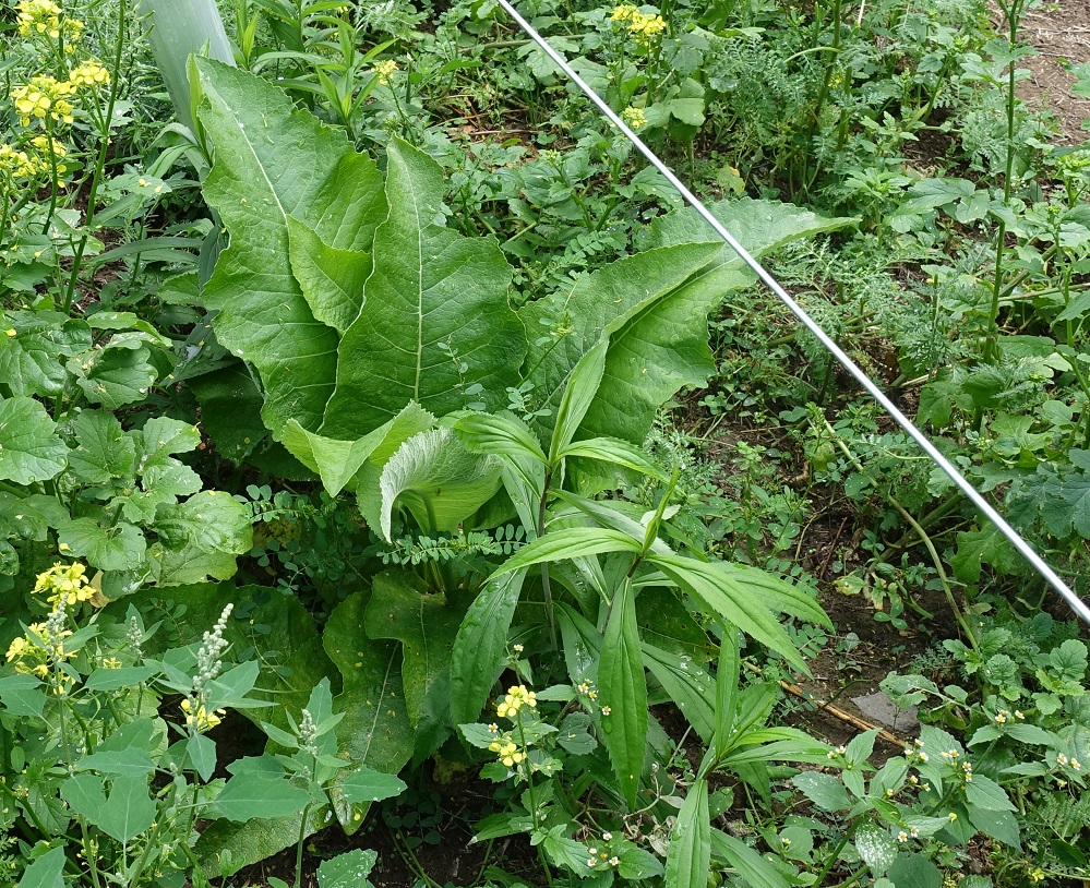 Emscher Weinberg Rüpingsbach die Alant