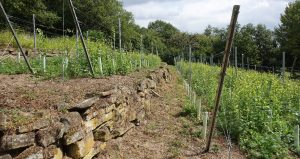 Emscher Weinberg Rüpingsbach in Barop