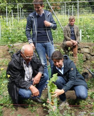 Krachten erklärt wie Reben eingepflanzt werden um Wuchs zu Fördern und Schädlinge und Pilzbefall zu verhindern.