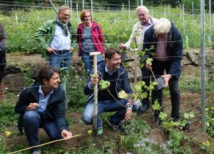 Weinberg Rüpingsbach passgenaue Pflanzung