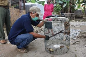 Rudianto Sembiring bei der Beschlagnahmung eines Sunday-Plumploris.