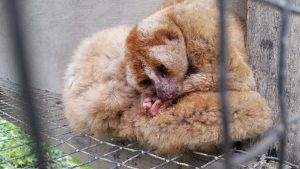 Plumploris in illegaler Haltung in Bukit Lawang (Nordsumatra). Die Tiere wurden etwa zwei Jahre lang gehalten.