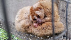  Plumploris in illegaler Haltung in Bukit Lawang (Nordsumatra). Die Tiere wurden etwa zwei Jahre lang gehalten.