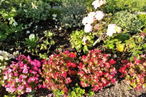 Lerngarten Tafel Kindergarten Pflanzen (37)