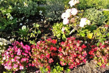 Lerngarten Tafel Kindergarten Pflanzen (37)