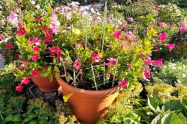 Lerngarten Tafel Kindergarten Pflanzen (38)