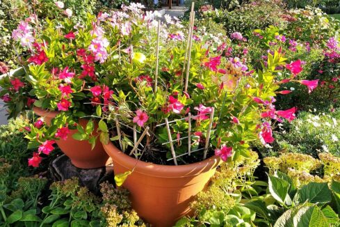 Lerngarten Tafel Kindergarten Pflanzen (38)