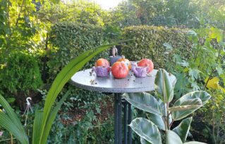 Lerngarten Tafel Kindergarten Pflanzen (6)