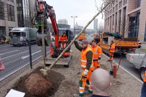 Anstelle von Rosskastanien werden nun Traubeneichen gepflanzt. Fotos: Sascha Fijneman