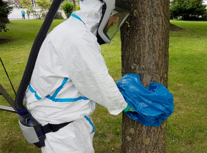 Auch vier Trupps des Tiefbauamtes sind mit dem Absaugen der Eichenprozessionsspinner beschäftigt. Foto: Frank Dartsch