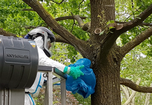 Auch vier Trupps des Tiefbauamtes sind mit dem Absaugen der Eichenprozessionsspinner beschäftigt. Foto: Frank Dartsch