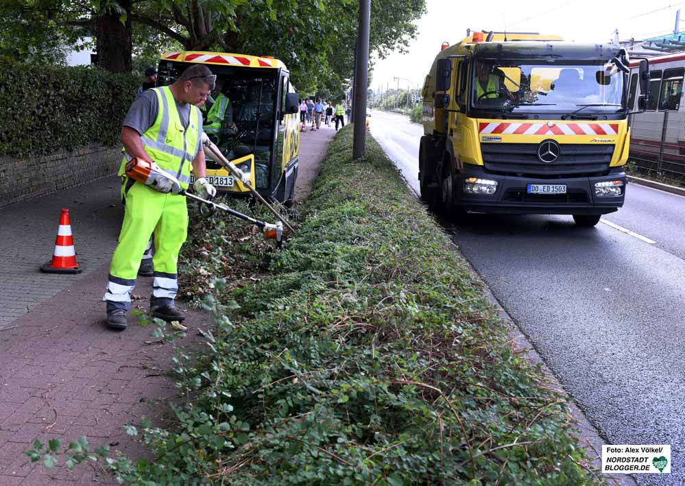 Die EDG ist seit 2019 für die Pflege des Straßenbegleitgrüns in Dortmund zuständig.