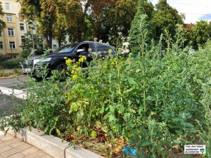 Diese ungepflegten Mittelstreifen sollen so aussehen - es sind Wildblumenwiesen.