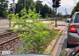 Wer für dieses Bäumchen zuständig ist, ist noch unklar. Tiefbauamt, EDG und Stadtwerke müssen noch die Zuständigkeit an Stadtbahntrassen klären.