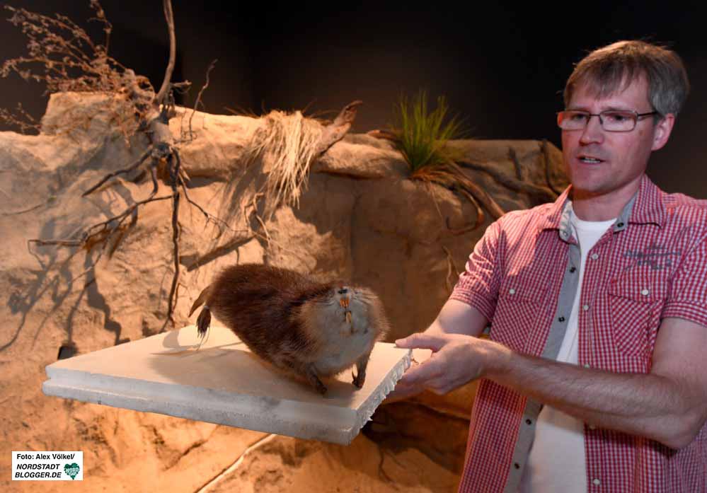 Am Steilufer-Diorama wird u.a.a eine Bisamratte zu sehen sein - ein Neuzuwanderer in heimischen Gewässern, erklärt Biologe Dr. Oliver Adrian.