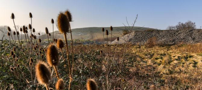 Die zwischenzeitlich als Industriedeponie genutzte Halde Schleswig ist renaturiert. Foto: Schaper