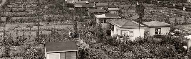 Die Kleingarten-Anlagen Hafenwiese in der Nordstadt um 1950. Foto: thyssenkrupp Konzernarchiv