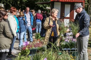 Herbstmarkt und Kastanienfest im Rombergpark Foto Schaper Blumen und Dekorationsstände luden die Besucher*innen zum Kaufen ein. Oder man konnte sich Iden für den eigenen Garten holen.