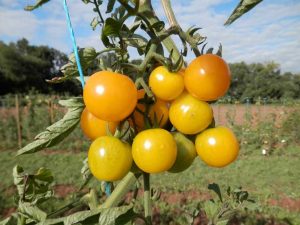 Die Sunviva-Tomate ist aus frei nutzbarem Saatgut gezüchtet. Durch den massiven Einsatz von sterilem Hybrid-Saatgut ist die Artenvielfalt bedroht und die Landwirte geraten immer mehr in Abhängigkeit von Konzernen. 