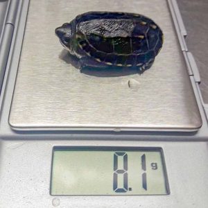 Ein junge Schildkröte direkt nach dem Schlupf auf der Waage - sie wiegt nur 8,1 Gramm.