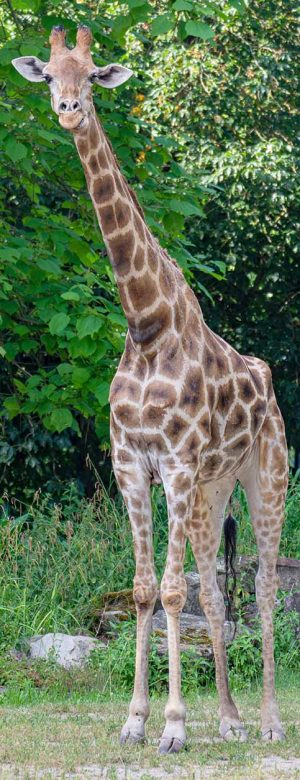 Angola-Giraffe Gambela auf der Außenanlage. Archivfoto: Marcel Stawinoga