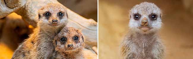 Die Erdmännchen-Jungtiere sind im Giraffenhaus zu sehen. Fotos: Marcel Stawinoga