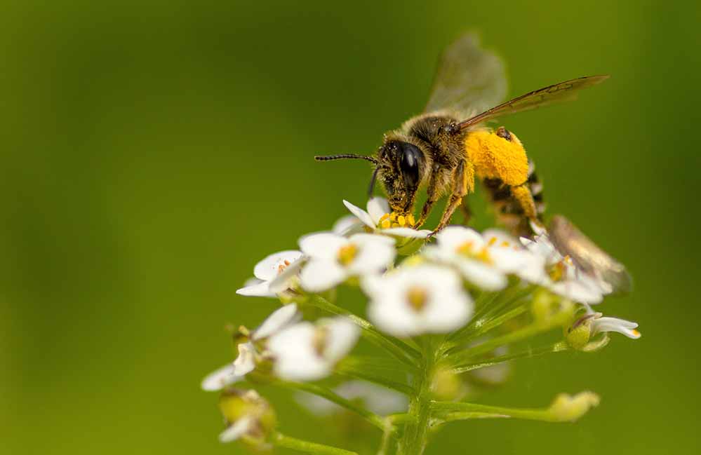 Wildbiene, hier eine Schenkelbiene Macropis fulvipes, beim Pollensammeln an den Blütenständen einer Radieschenpflanze im Garten.