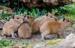 Die vier jungen Capybaras im Gestrüpp auf der Südamerika-Wiese im Zoo Dortmund.