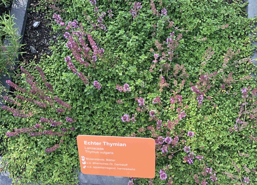 Echter Tymian ist appetitanregend und harntreibens. Erläuterungen zu jeder Pflanze gibt es auf orangenen Schildern.
