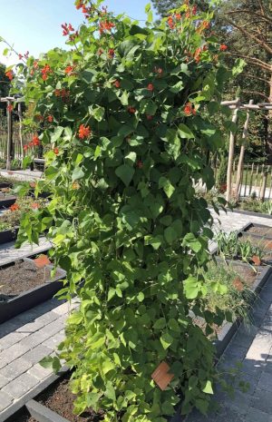 In prachtvoller Blüte: die Feuerbohnen.