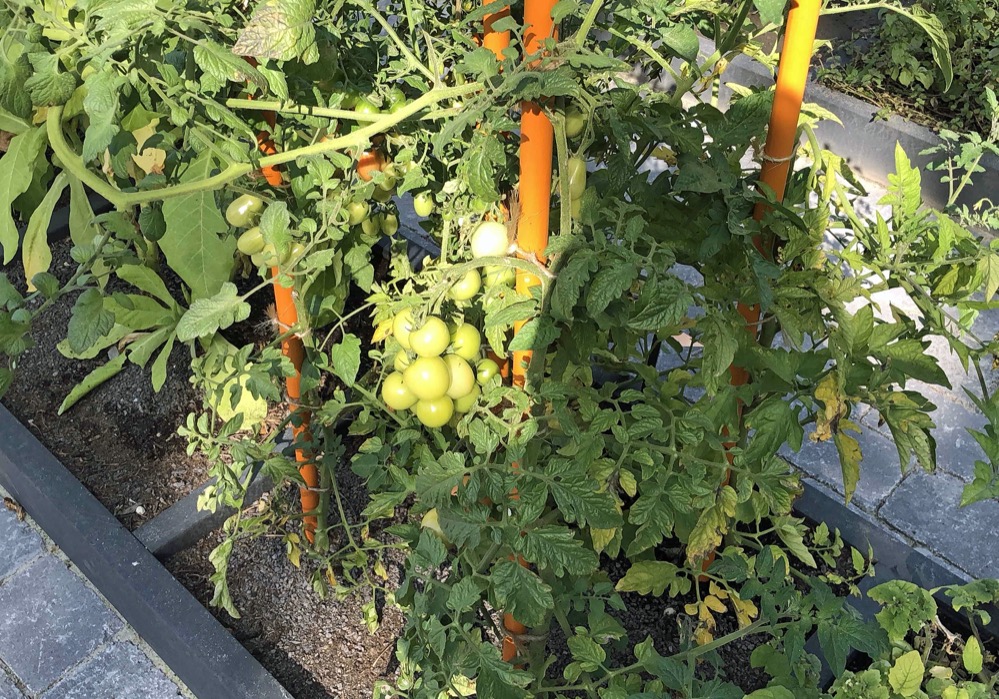 Noch etwas Sonne können die Tomaten in einem Feld gebrauchen.
