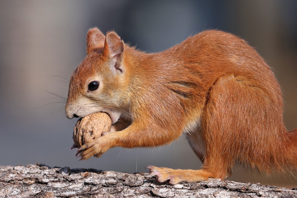 Eichhörnchen auf Futtersuche. Foto: Tine Meier