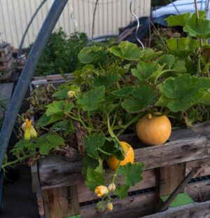 Die Hochbeete am Container-Dorf tragen bereits reichlich Ernte. Künftig sollen sie mit dem Regenwasser vom Nachbargebäude versorgt und gedüngt werden. 