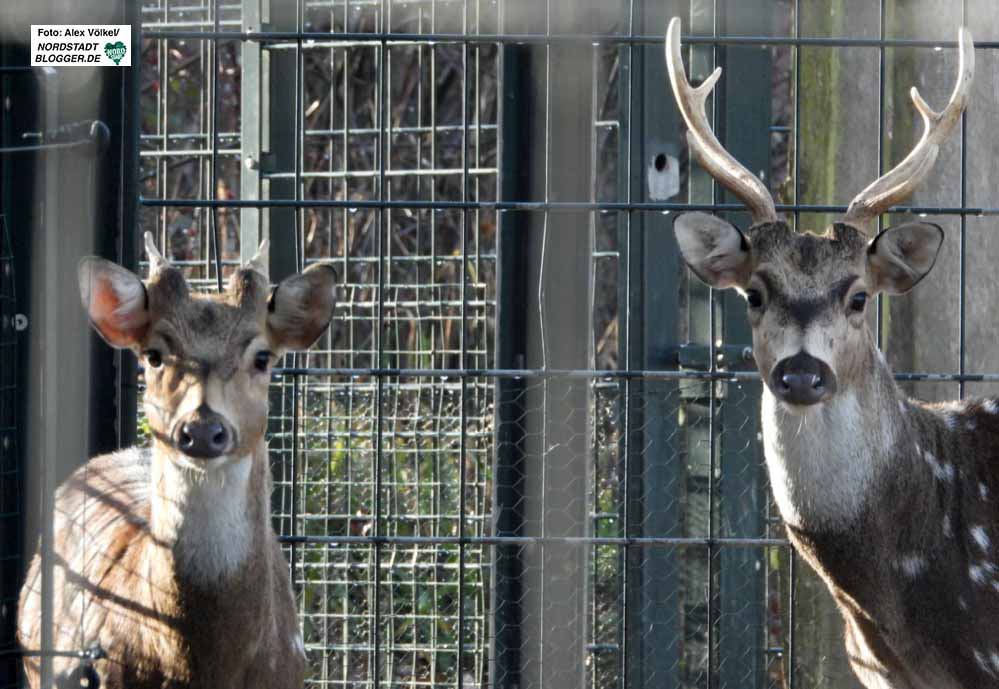 FOTOSTRECKE Im Zoo sind jetzt Besucher*innen die Exoten - Musik und  Beschäftigungstherapie gegen tierische Langeweile - Nordstadtblogger