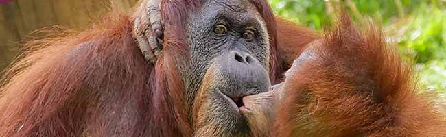 Toba mit Yenko, den sie 2014 nach dem Tod seiner Mutter im Erlebniszoo Hannover adoptiert hatte. Zuletzt lebten Toba und Yenko allerdings nicht mehr zusammen (Foto: Ingo Kloppenburg).