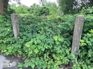 Von der Straße meint man an vielen Stellen kaum, dass es hier einen Gartenverein geben könnte.