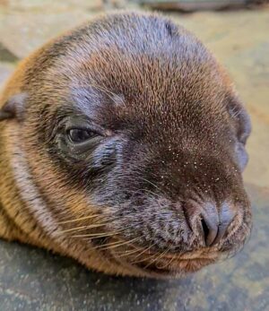Besucher*innen im Zoo haben derzeit leider keine Gelegenheit, die neu geborene Robbe zu sehen