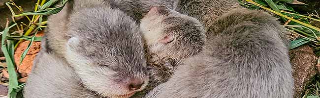 Drei Zwergotter-Jungtiere im Nest. Das Foto entstand während der morgendlichen Nestkontrolle. Foto: Stella Gehrmann